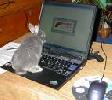 Otthoni internetes munka Otthoni internetes munka